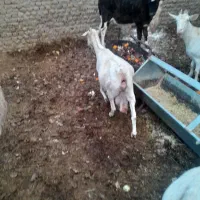 دو عدد بز آبستن