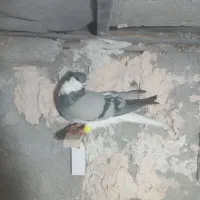 دوتا ماده امری فروشی