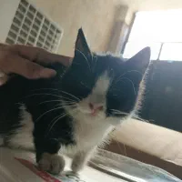 گربه نیاز به سرپرست رایگان