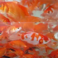 پخش ماهی قرمز گلفیش سه دم (کلی و جزیی)