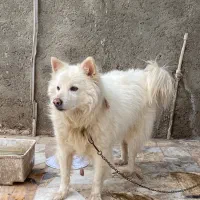 سگ فروشی یامعاوضه باپرنده