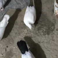 جفت کفتر دمی در پایگاه هوایی