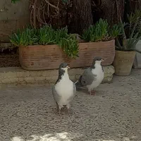 کبوتر دم گیر سینه باز