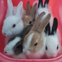 خرگوش
