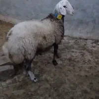 بره قوچ های هترو و همو|حیوانات مزرعه|اسفراین, |دیوار