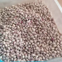 لوبیا چیتی ساچمه‌ای