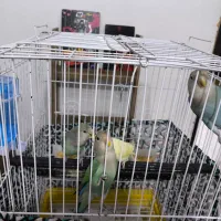 ۳ تا طوطی برزیلی رنگ خاص