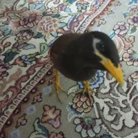 مرغمینا با قفس|پرنده|مشهد, شهرک امام هادی (شهرک غرب)|دیوار