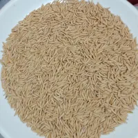 شالی دم سیاه درجه یک|عمده‌فروشی|گنبد کاووس, |دیوار