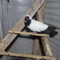 کبوتر پرشی|پرنده|رامسر, |دیوار