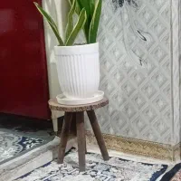 گل سنساریوبا پایه چوبی