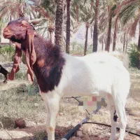 چبش تالی اصل