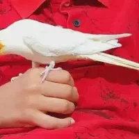 یک جفت عروس هلندی نر وماده|پرنده|صباشهر, |دیوار