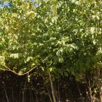 فروش نهال گردو|خدمات باغبانی و درختکاری|الشتر, |دیوار