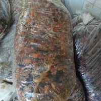 خرما|حراج|خمینی‌شهر, |دیوار