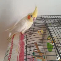 عروس هلندی ۳ عدد|پرنده|مشهد, آزادشهر|دیوار