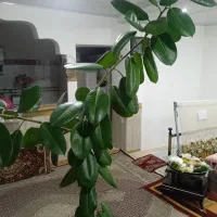 گوش فیل طبیعی