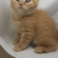 بچه گربه ی ماده بریتیش