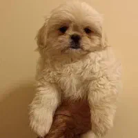 واگذاری توله مالتیپو