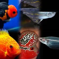 سیکلید تورکانا