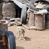 سگ عراقی