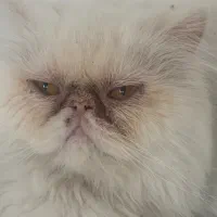 گربه پرشین سوپر فلت|گربه|مشهد, گوهرشاد|دیوار