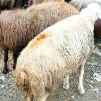 75گوسفند میش بابره|حیوانات مزرعه|کلیائی, |دیوار