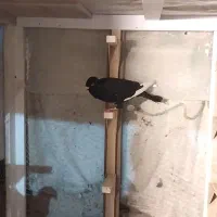 قره سیاه سوسنی|پرنده|شیراز, سعدیه شمالی|دیوار