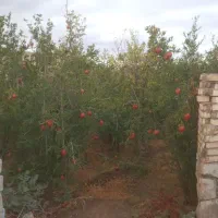 باغ|فروش زمین و ملک کلنگی|سبزوار, خسروجرد|دیوار