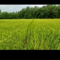 زمین مزروعی فروش فروی|فروش زمین و ملک کلنگی|اسالم, |دیوار