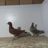 کبوتر پرشی|پرنده|سبزوار, هویزه|دیوار