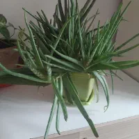 گل الوئه ورا