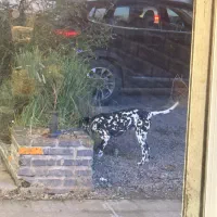 سگ دالمیشن|سگ|تهران, سوهانک|دیوار