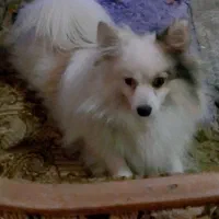 سگ پامر روباهی اصیل|سگ|اصفهان, گلزار|دیوار