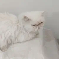 گربه پرشین سوپر فلت