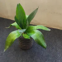 همه۸۵هزار|گل و گیاه طبیعی|کرمانشاه, |دیوار