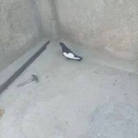 کفتر شیش دنگ