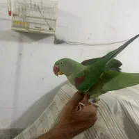 شاه طوطی