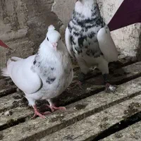 پرنده طوقی|پرنده|گتوند, |دیوار