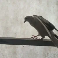 پرنده کبوتر|پرنده|تهران, مسعودیه|دیوار