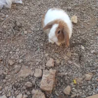 خرگوش مینی لپ|موش و خرگوش|اردکان, |دیوار