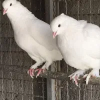 کبوتر کاکولی