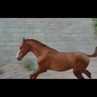 نریون عرب|اسب و تجهیزات اسبسواری|تهران, جوادیه|دیوار