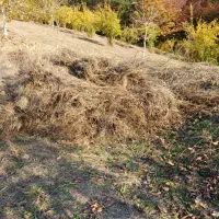 علوفه باغی بسته بندی شده