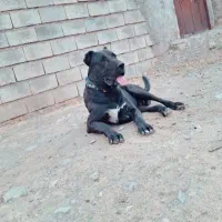 واگذاری توله سگ سرابی اصل