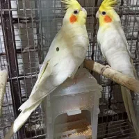 عروس پاریس ، عروس هلندی ، طوطی عروس|پرنده|ایذه, |دیوار