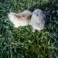 دوتا خرگوش بسیار باهوش و رنگی