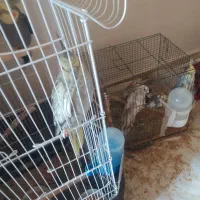 عروس هلندی|پرنده|محمدشهر, محمدشهر|دیوار