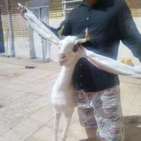 بز پاکستانی گلابی کاموری نربز
