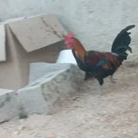 فروش مرغ و خروس وسیکا|حیوانات مزرعه|بندر دیر, |دیوار